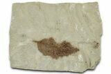 Fossil Leaf (Bursera) - Insect Predation! #325593-1